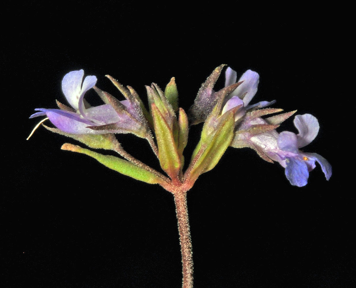 Flora of Eastern Washington Image: Collinsia parviflora