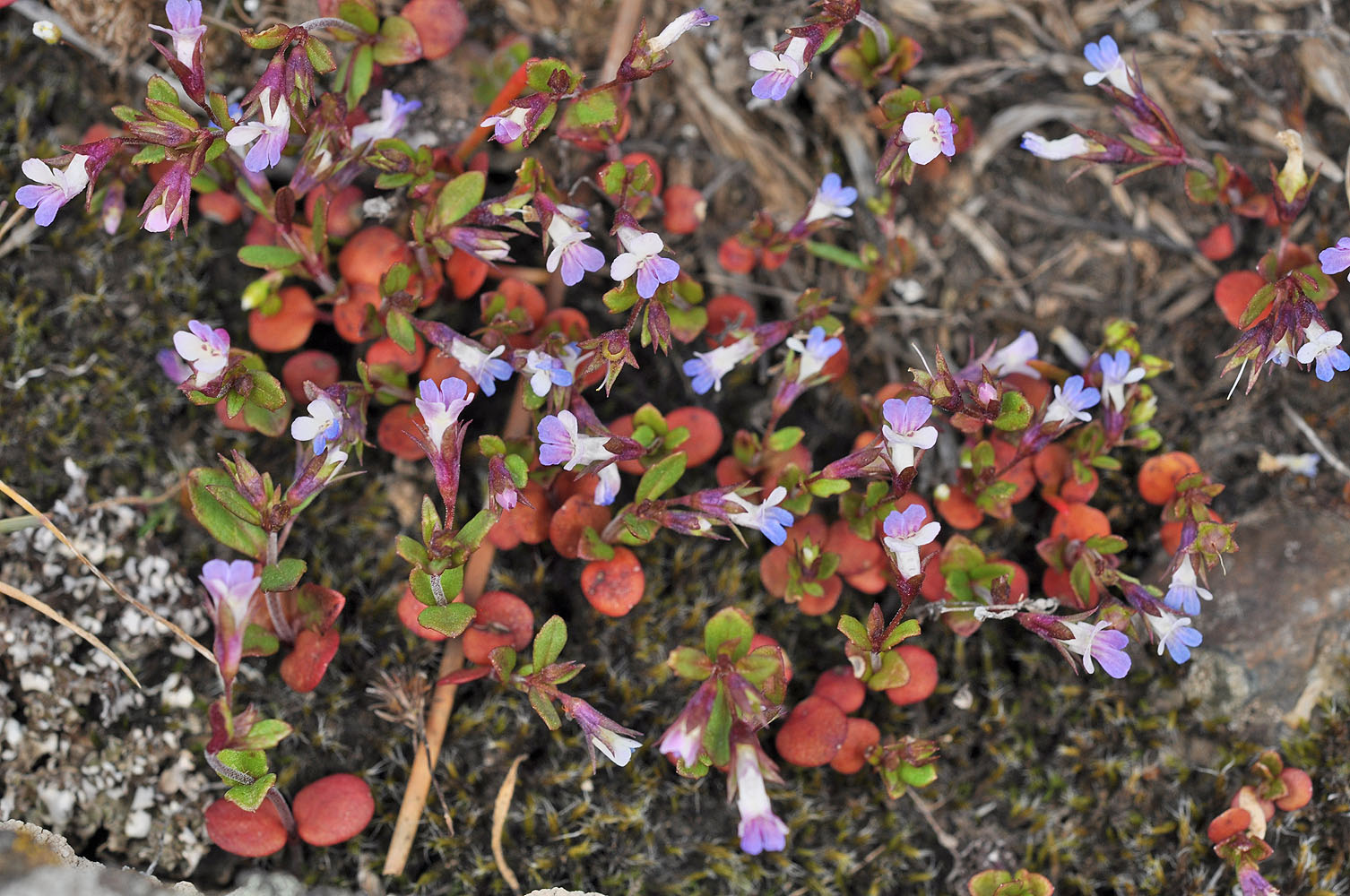 Flora of Eastern Washington Image: Collinsia parviflora