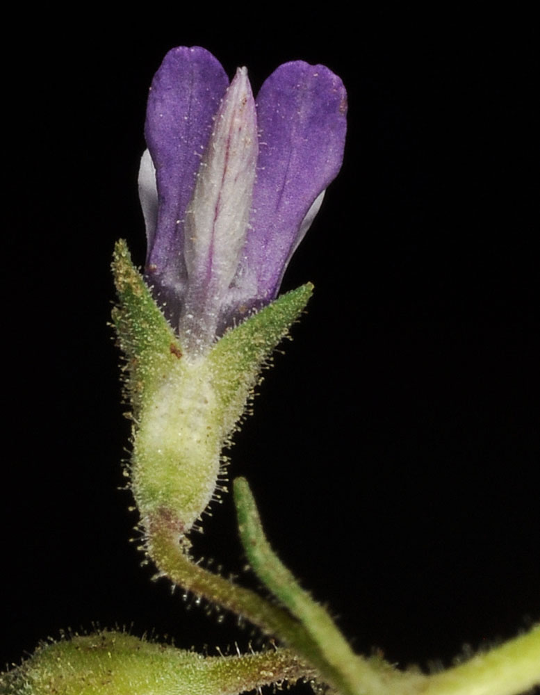 Flora of Eastern Washington Image: Collinsia rattanii