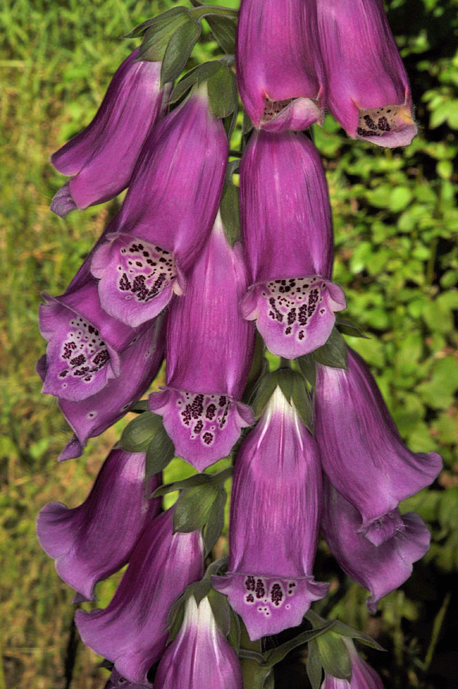 Flora of Eastern Washington Image: Digitalis purpurea