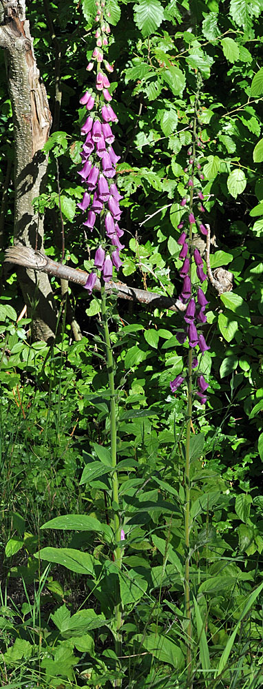 Flora of Eastern Washington Image: Digitalis purpurea