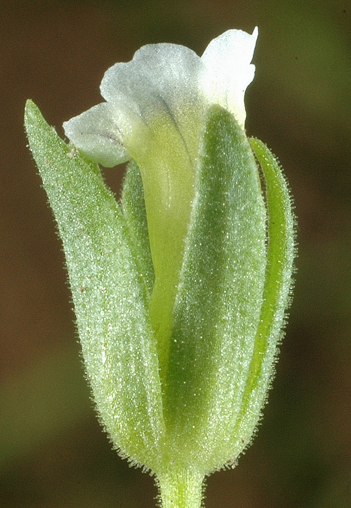 Flora of Eastern Washington Image: Gratiola ebracteata