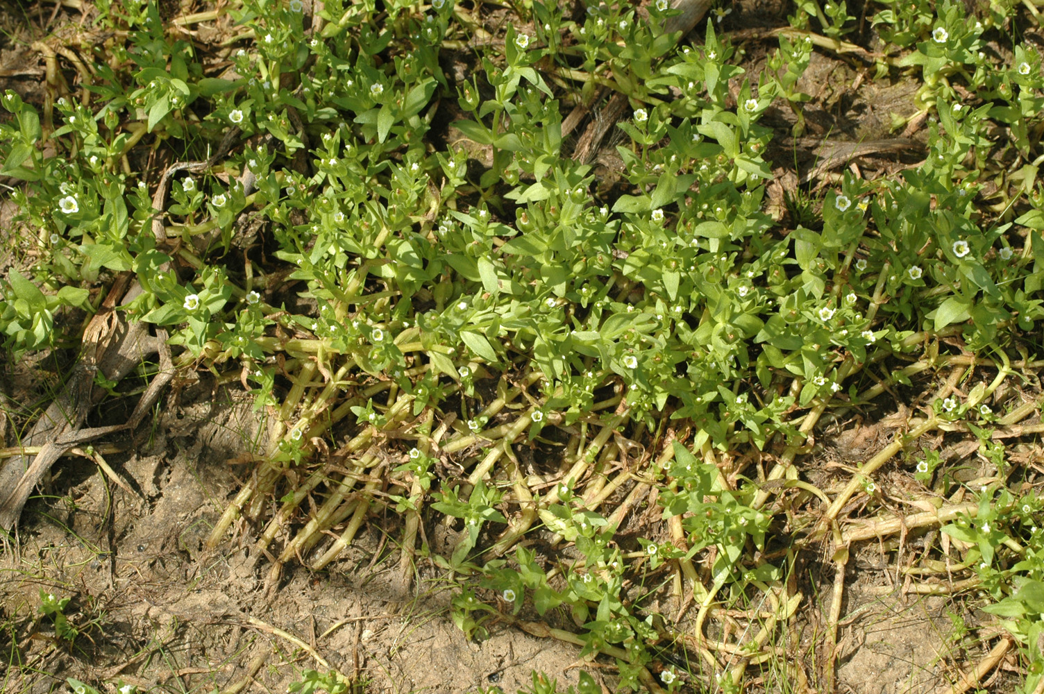 Flora of Eastern Washington Image: Gratiola ebracteata