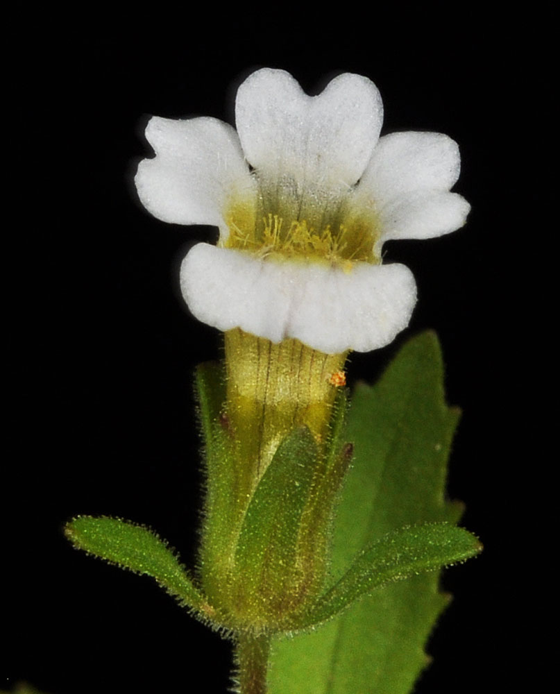 Flora of Eastern Washington Image: Gratiola neglecta