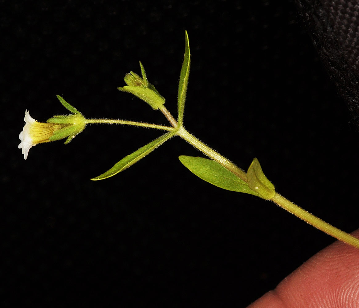 Flora of Eastern Washington Image: Gratiola neglecta