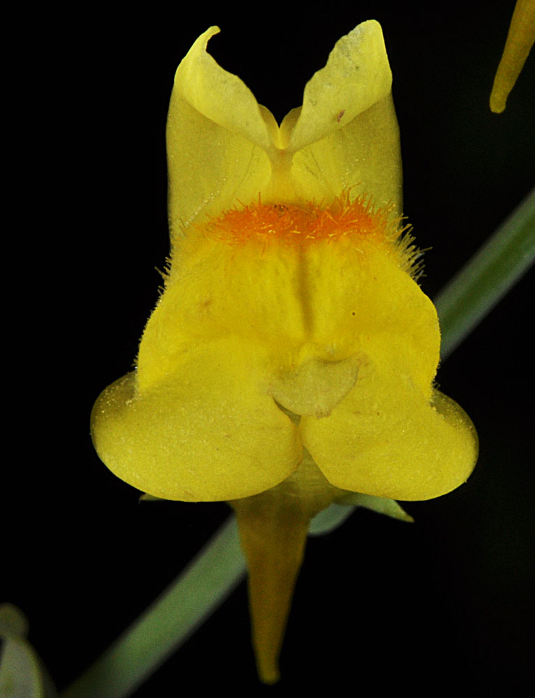 Flora of Eastern Washington Image: Linaria dalmatica