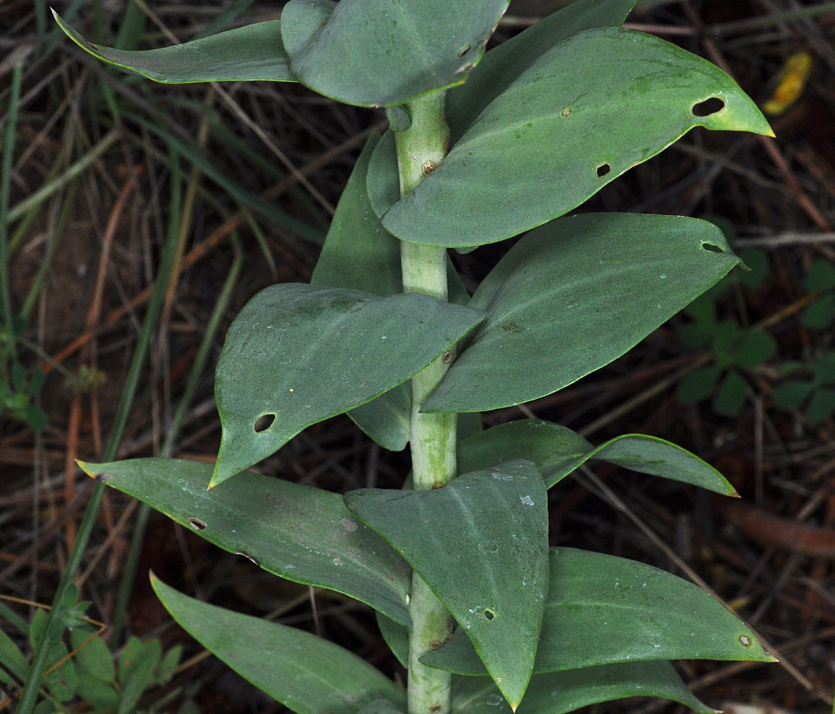 Flora of Eastern Washington Image: Linaria dalmatica