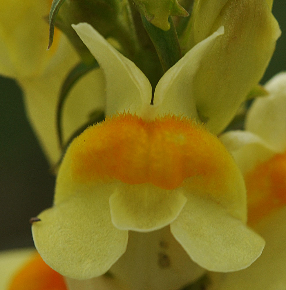 Flora of Eastern Washington Image: Linaria vulgaris