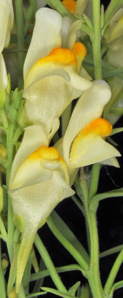 Flora of Eastern Washington Image: Linaria vulgaris