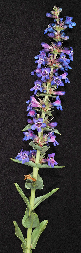 Flora of Eastern Washington Image: Penstemon acuminatus