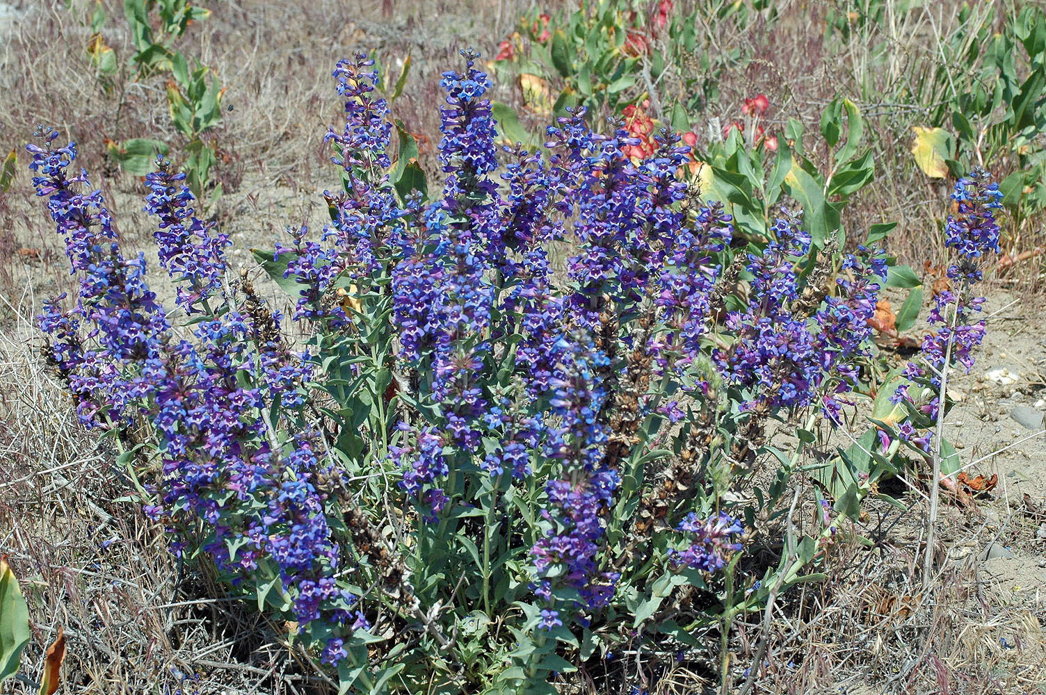 Flora of Eastern Washington Image: Penstemon acuminatus