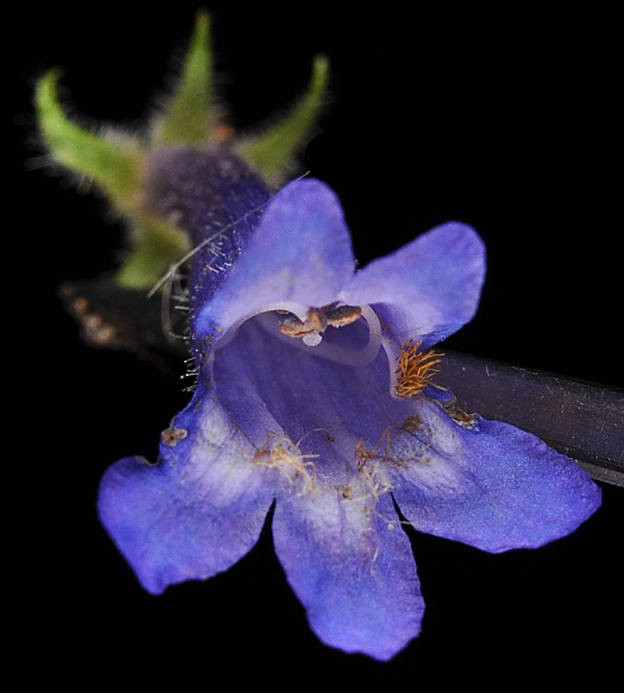 Flora of Eastern Washington Image: Penstemon attenuatus