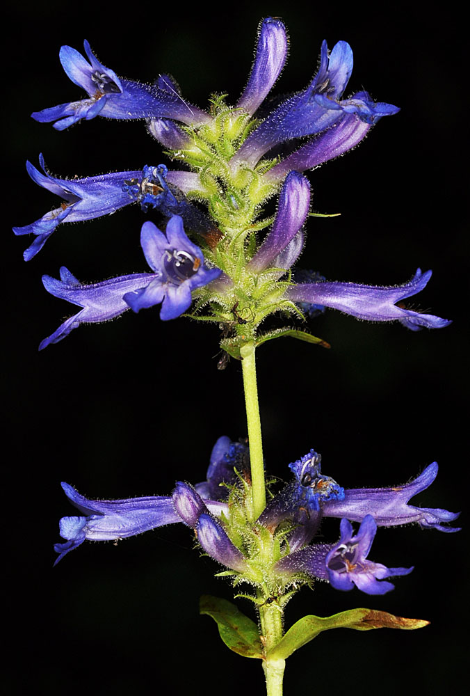 Flora of Eastern Washington Image: Penstemon attenuatus