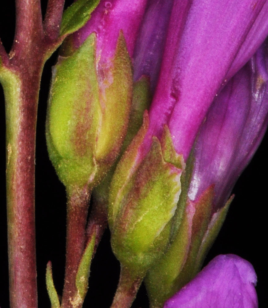 Flora of Eastern Washington Image: Penstemon barrettiae