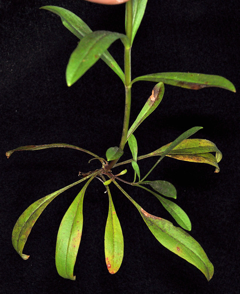 Flora of Eastern Washington Image: Penstemon confertus