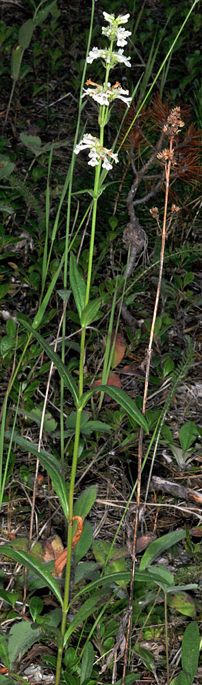 Flora of Eastern Washington Image: Penstemon confertus