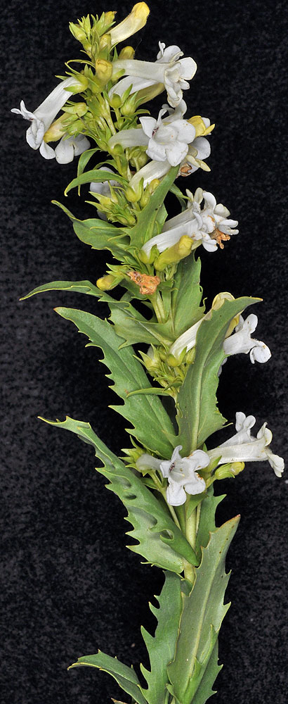 Flora of Eastern Washington Image: Penstemon deustus
