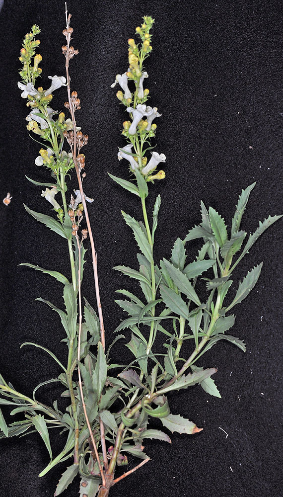 Flora of Eastern Washington Image: Penstemon deustus