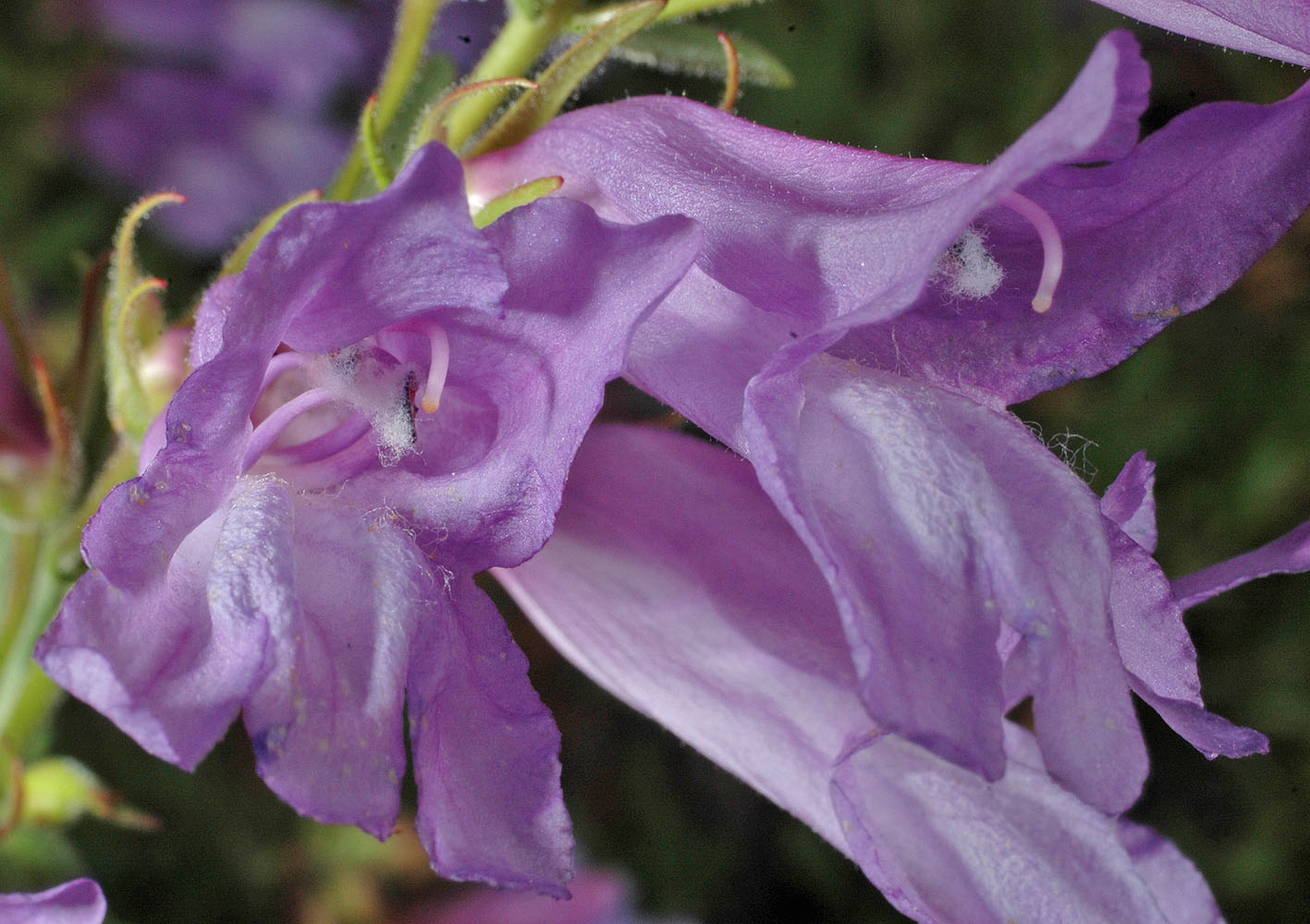 Flora of Eastern Washington Image: Penstemon fruticosus