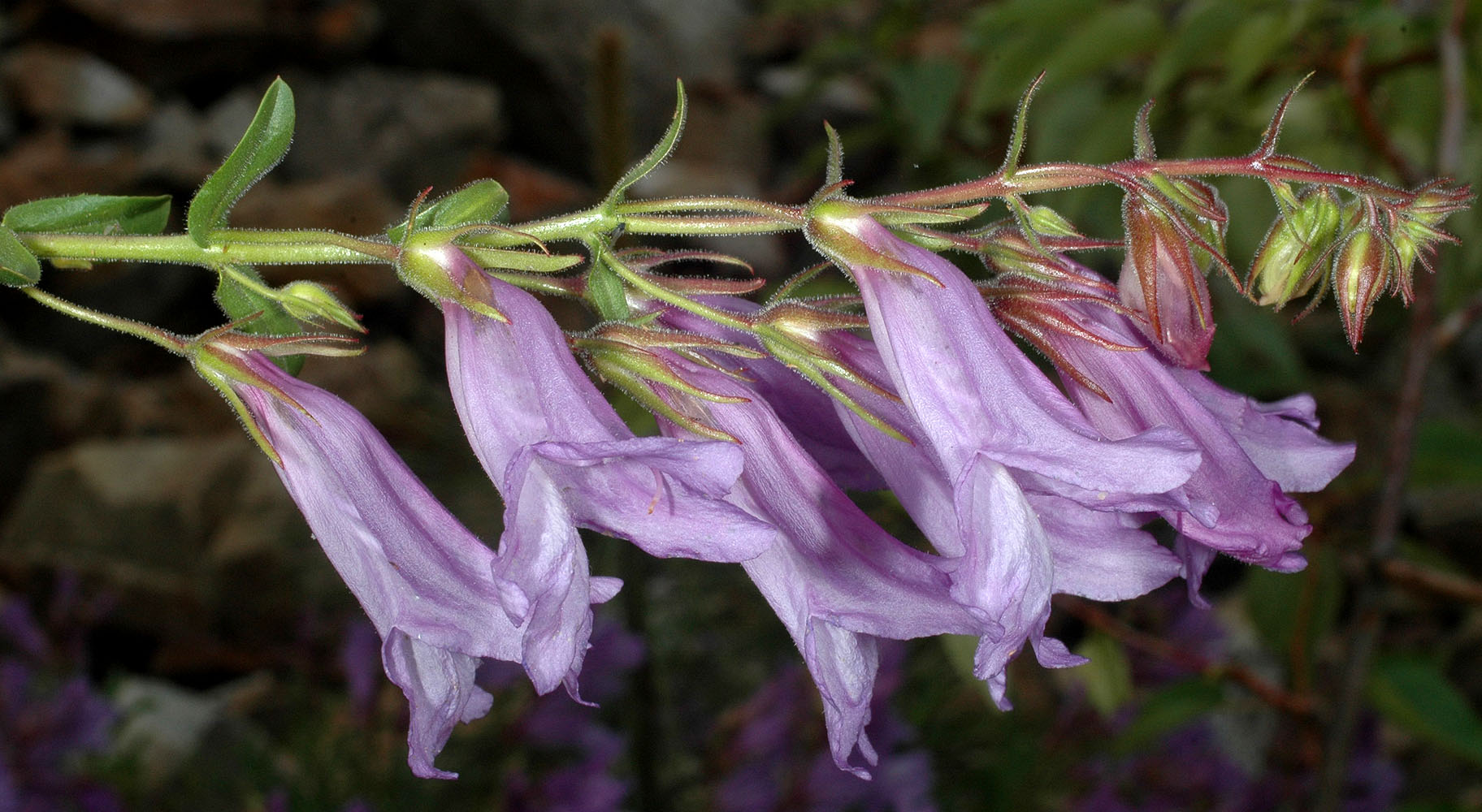 Flora of Eastern Washington Image: Penstemon fruticosus
