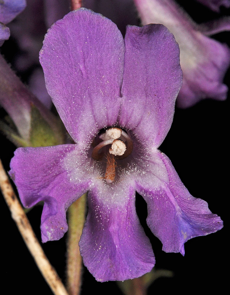 Flora of Eastern Washington Image: Penstemon gairdneri