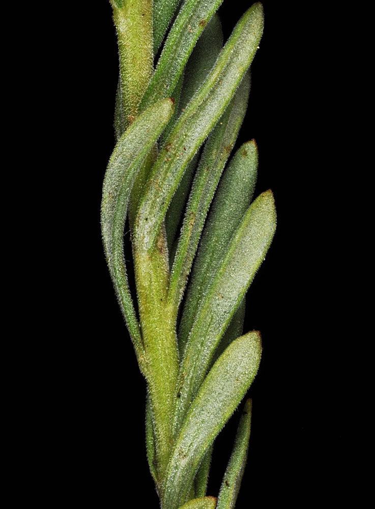 Flora of Eastern Washington Image: Penstemon gairdneri