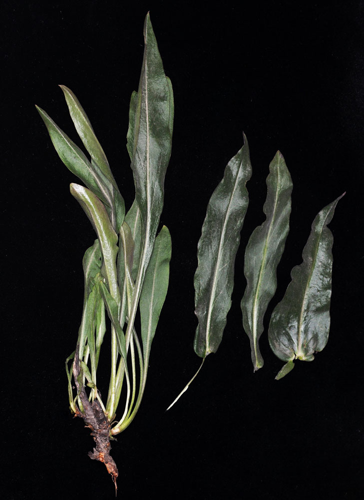 Flora of Eastern Washington Image: Penstemon glandulosa