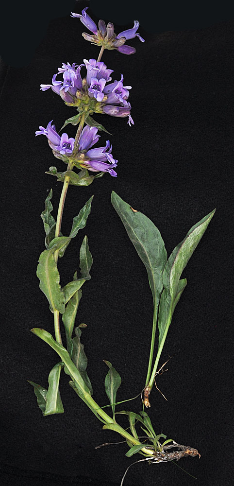 Flora of Eastern Washington Image: Penstemon glandulosa