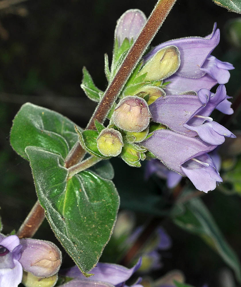 Flora of Eastern Washington Image: Penstemon glandulosa glandulosa