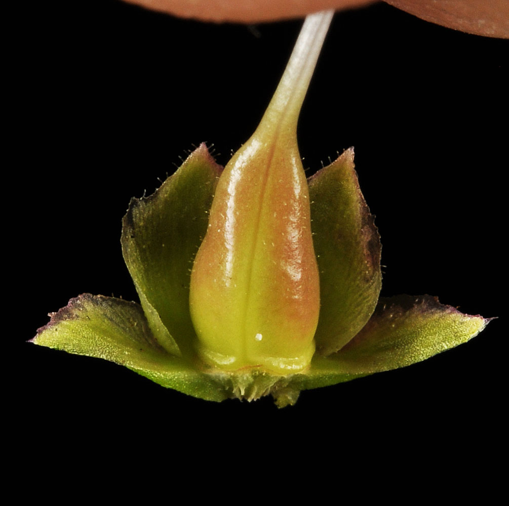 Flora of Eastern Washington Image: Penstemon palmeri