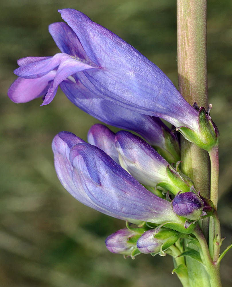 Flora of Eastern Washington Image: Penstemon sp