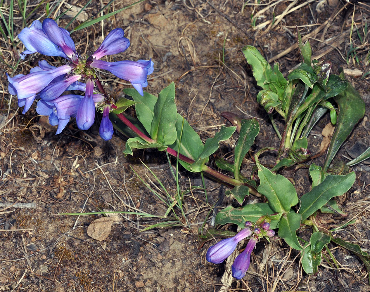 Flora of Eastern Washington Image: Penstemon pennellianus