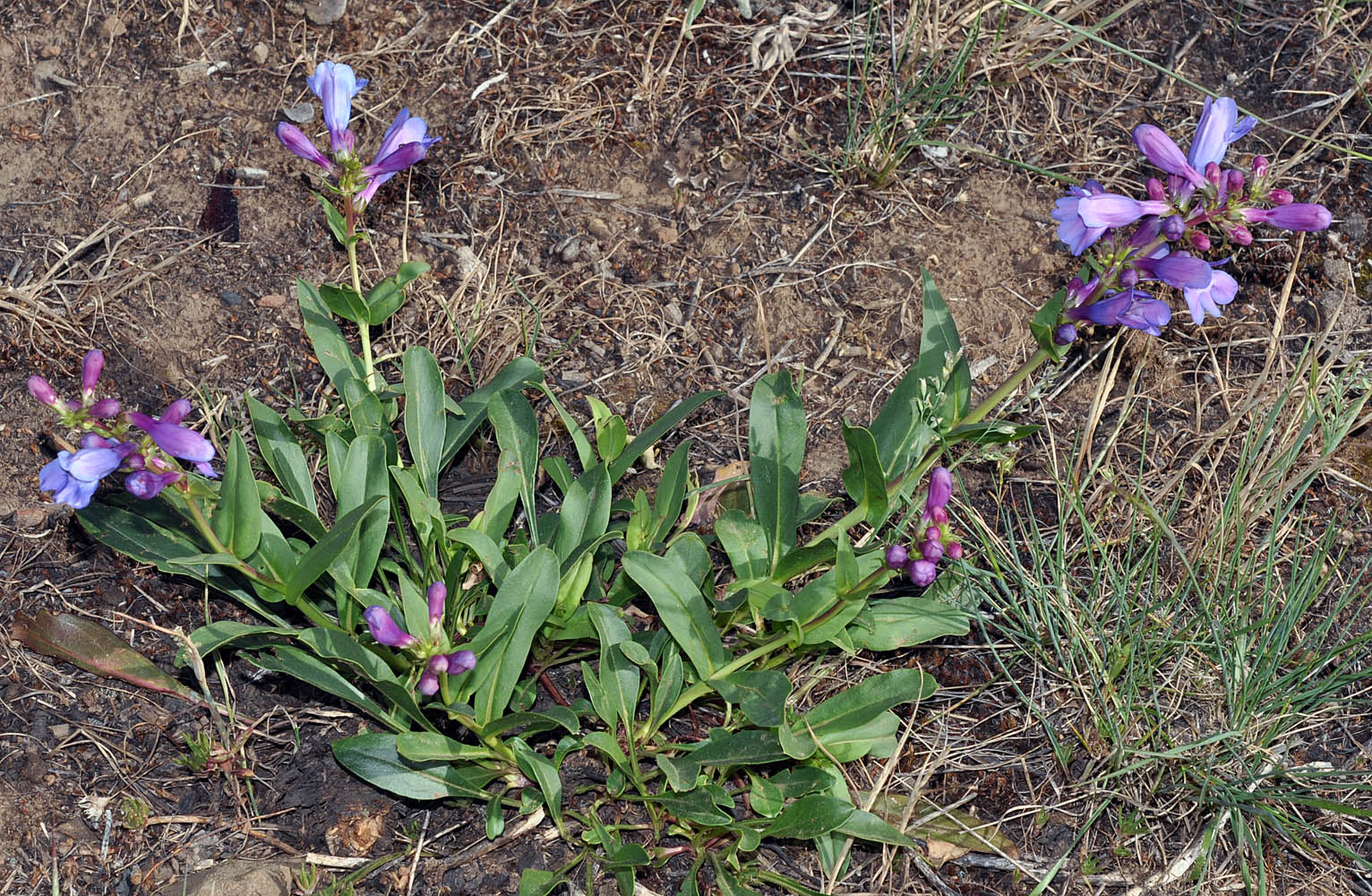 Flora of Eastern Washington Image: Penstemon pennellianus