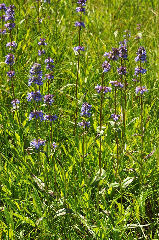 Flora of Eastern Washington Image: Penstemon procerus