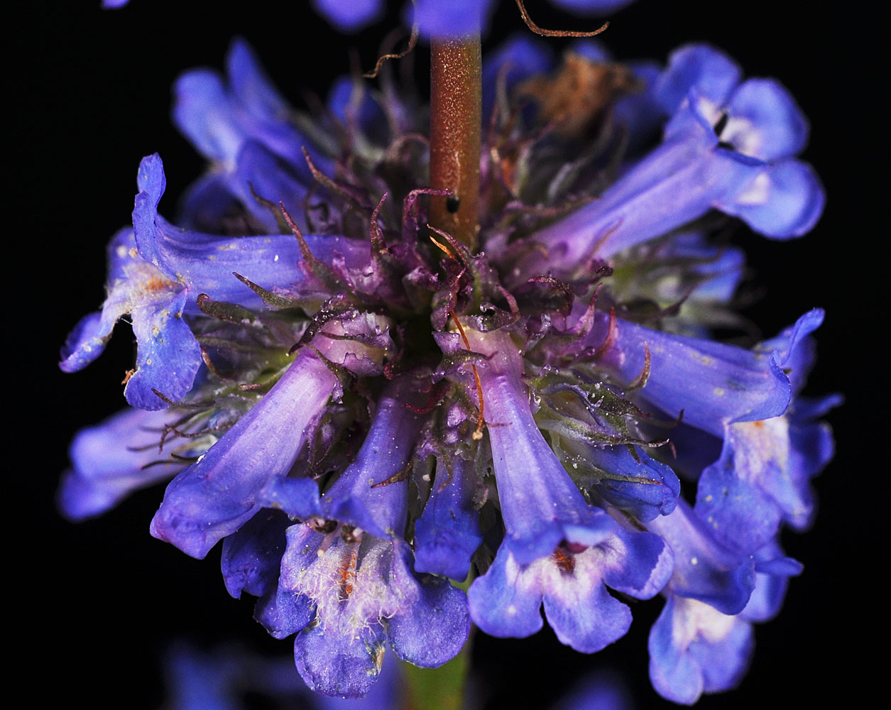Flora of Eastern Washington Image: Penstemon procerus
