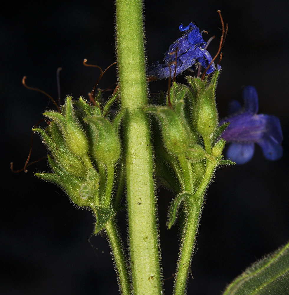 Flora of Eastern Washington Image: Penstemon pruinosus