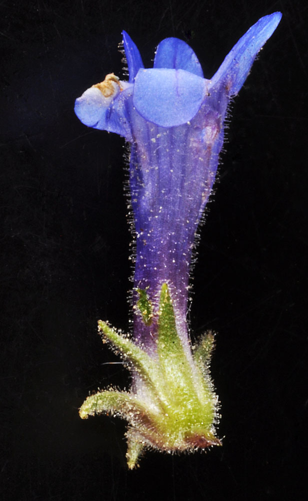 Flora of Eastern Washington Image: Penstemon pruinosus