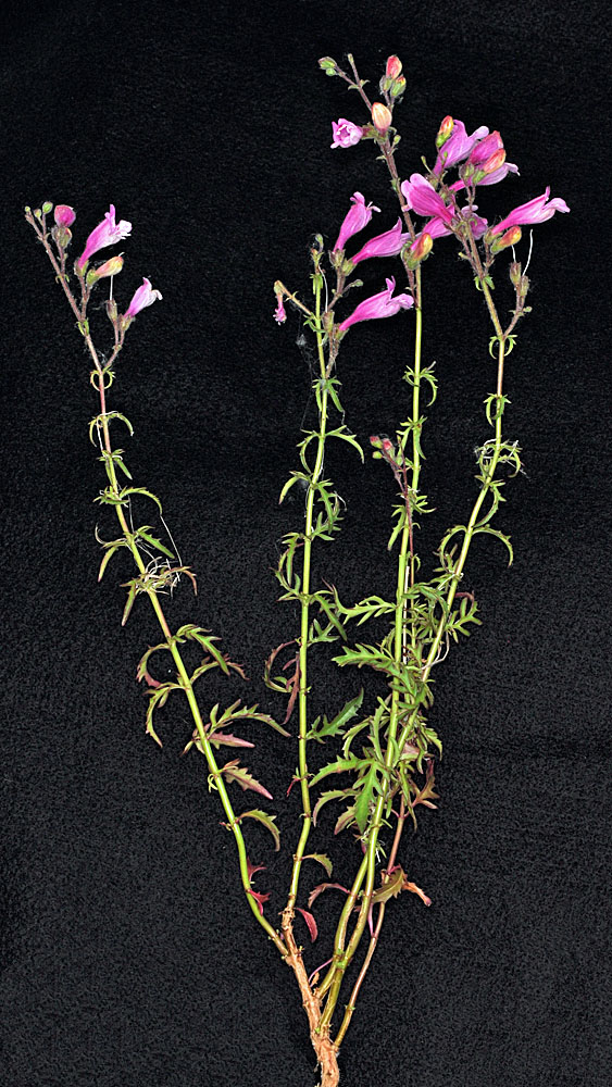 Flora of Eastern Washington Image: Penstemon richardsonii