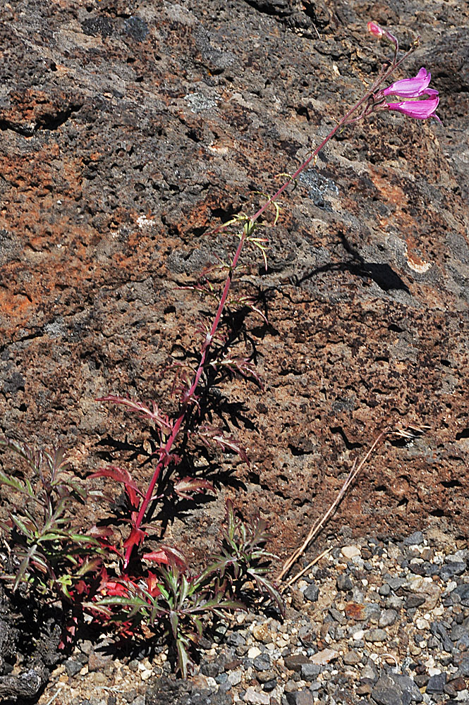 Flora of Eastern Washington Image: Penstemon richardsonii