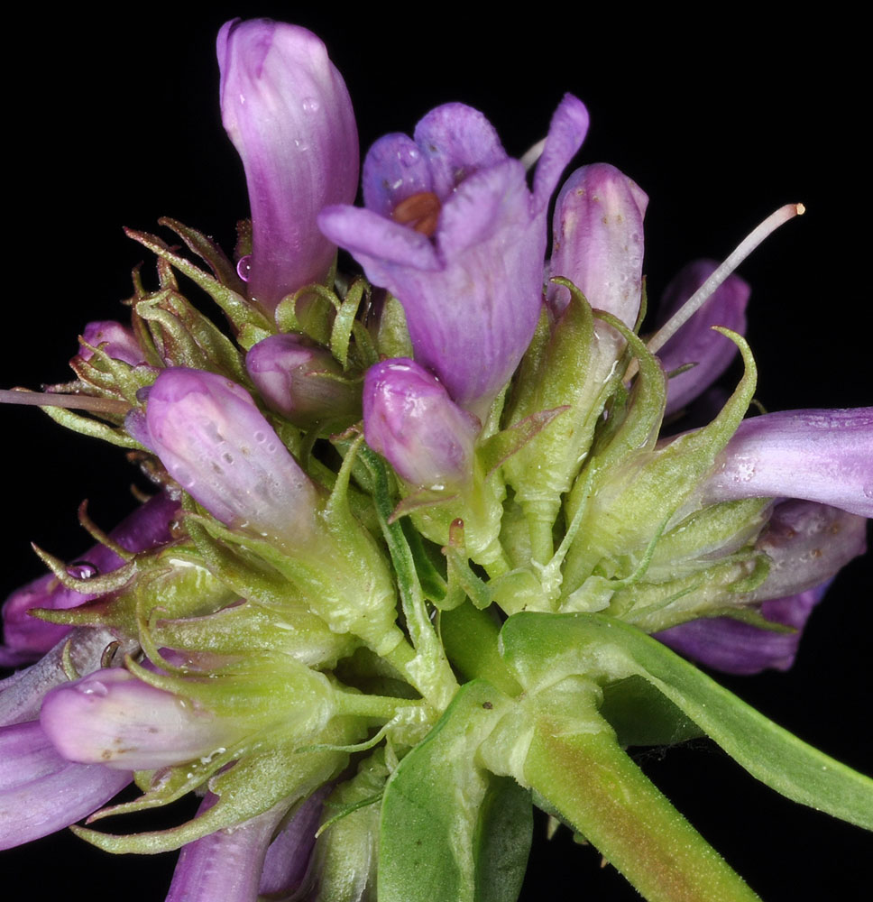Flora of Eastern Washington Image: Penstemon rydbergii