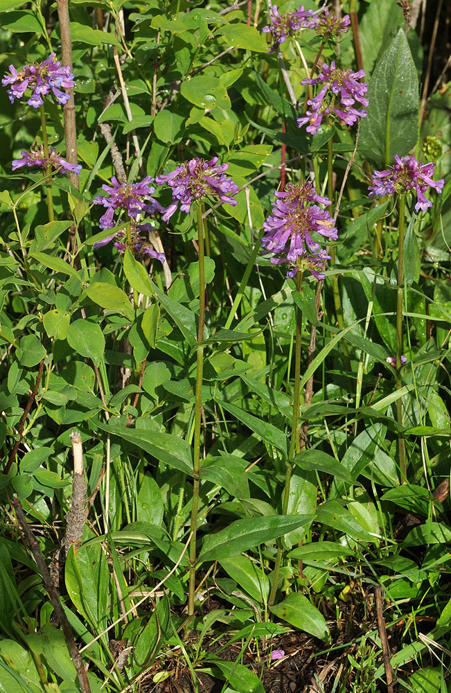Flora of Eastern Washington Image: Penstemon rydbergii