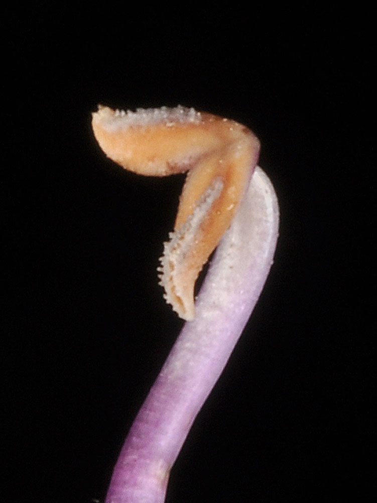 Flora of Eastern Washington Image: Penstemon speciosus