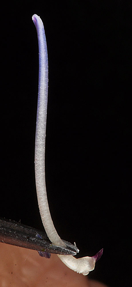 Flora of Eastern Washington Image: Penstemon speciosus