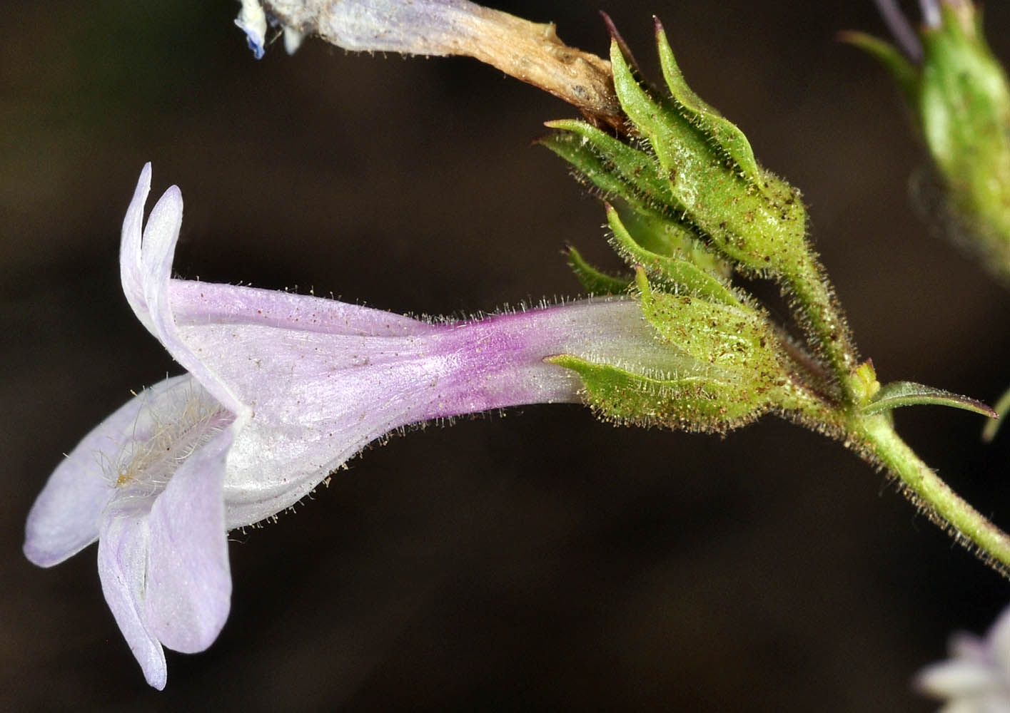 Flora of Eastern Washington Image: Penstemon triphyllus