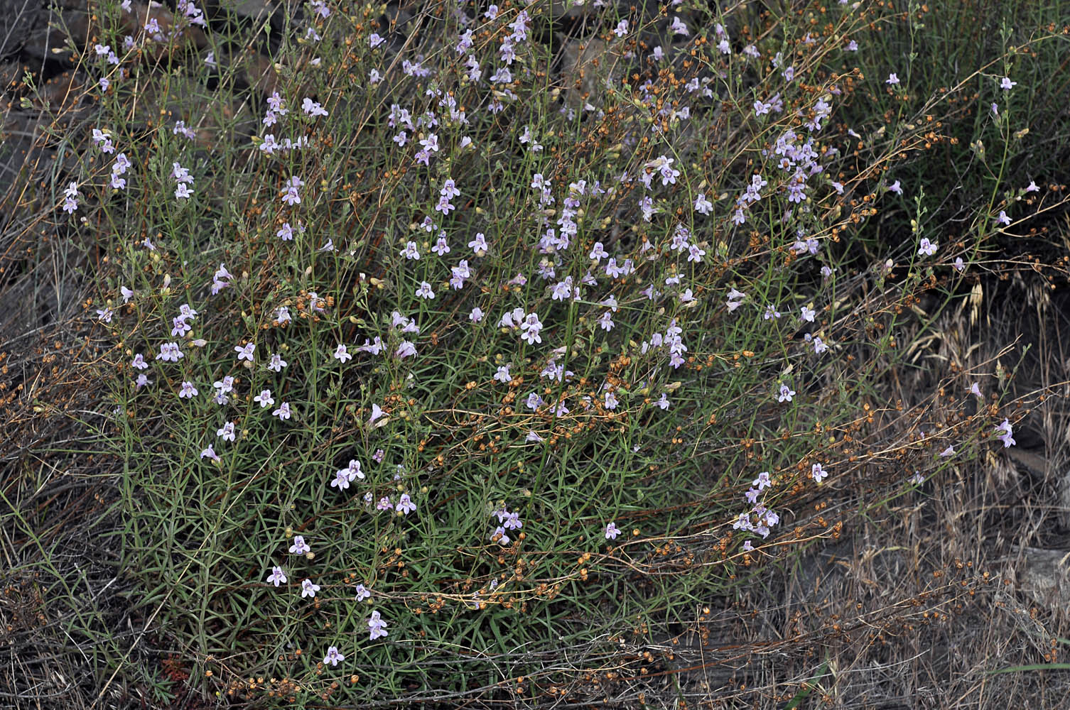 Flora of Eastern Washington Image: Penstemon triphyllus