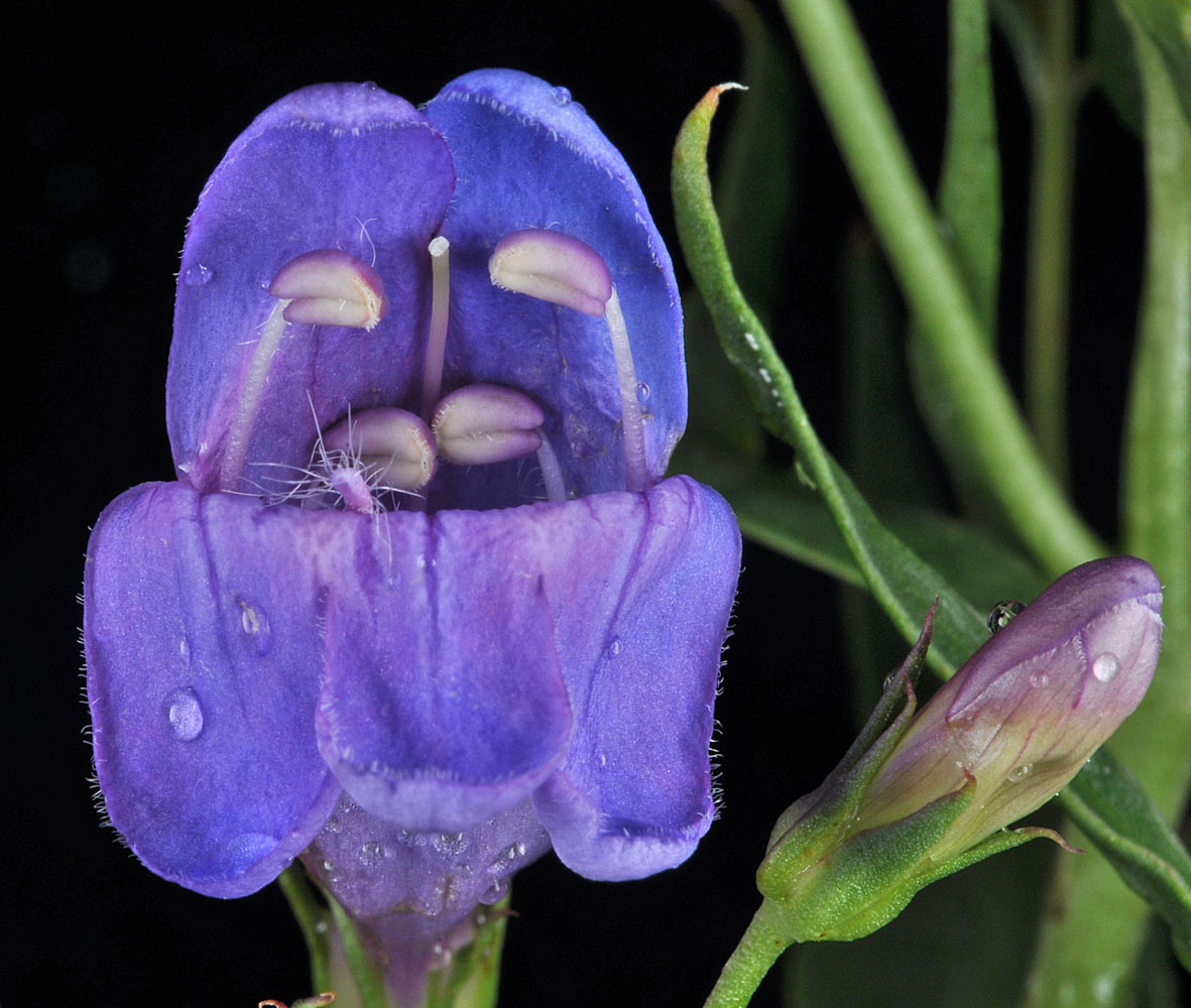 Flora of Eastern Washington Image: Penstemon venustus