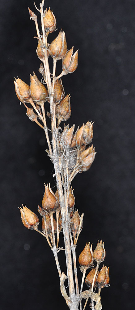 Flora of Eastern Washington Image: Penstemon venustus