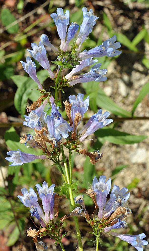 Flora of Eastern Washington Image: Penstemon wilcoxii