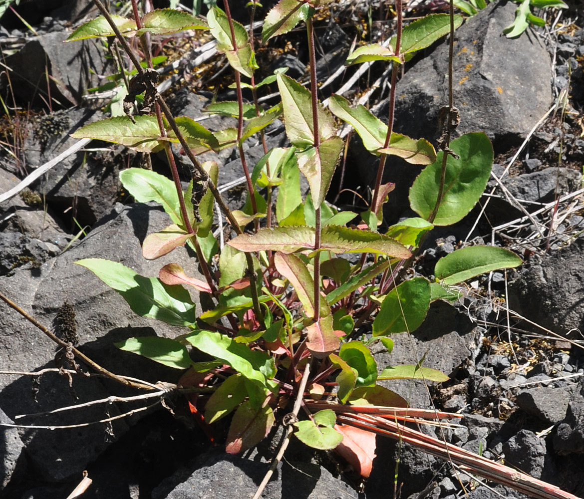 Flora of Eastern Washington Image: Penstemon wilcoxii
