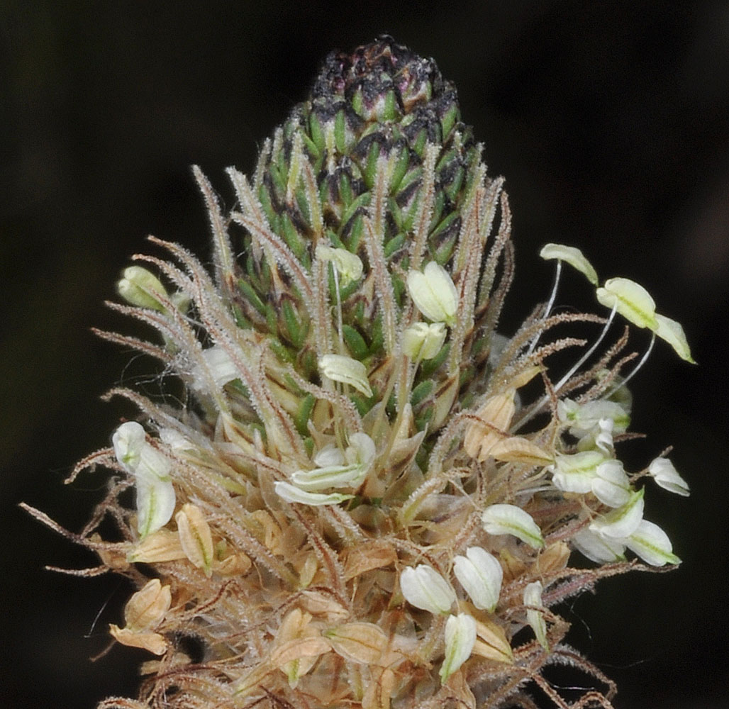 Flora of Eastern Washington Image: Plantago lanceolata